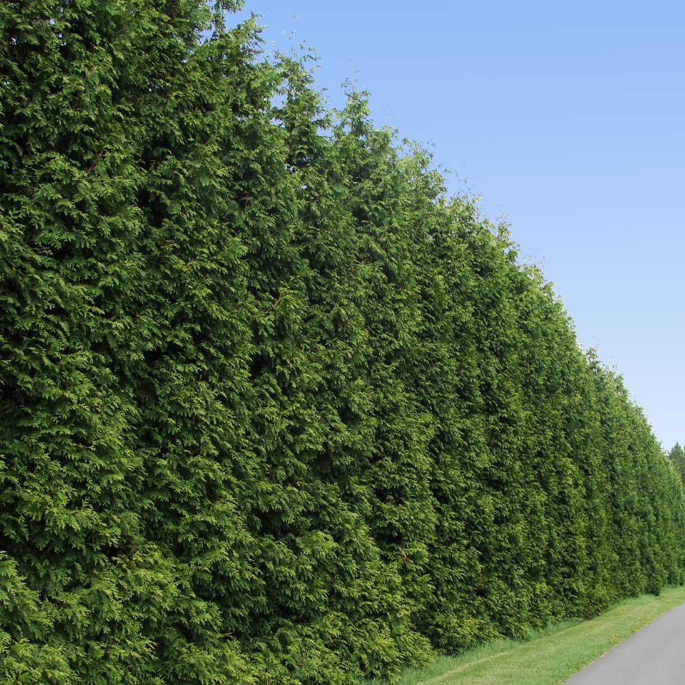 Green Space Impact: Crime Prevention Through Environmental Design (CPTED)