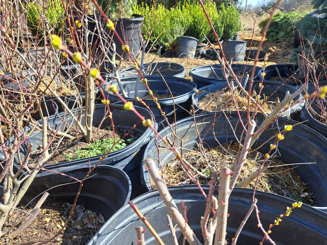 Dapple Willows breaking bud on 2/26/24
