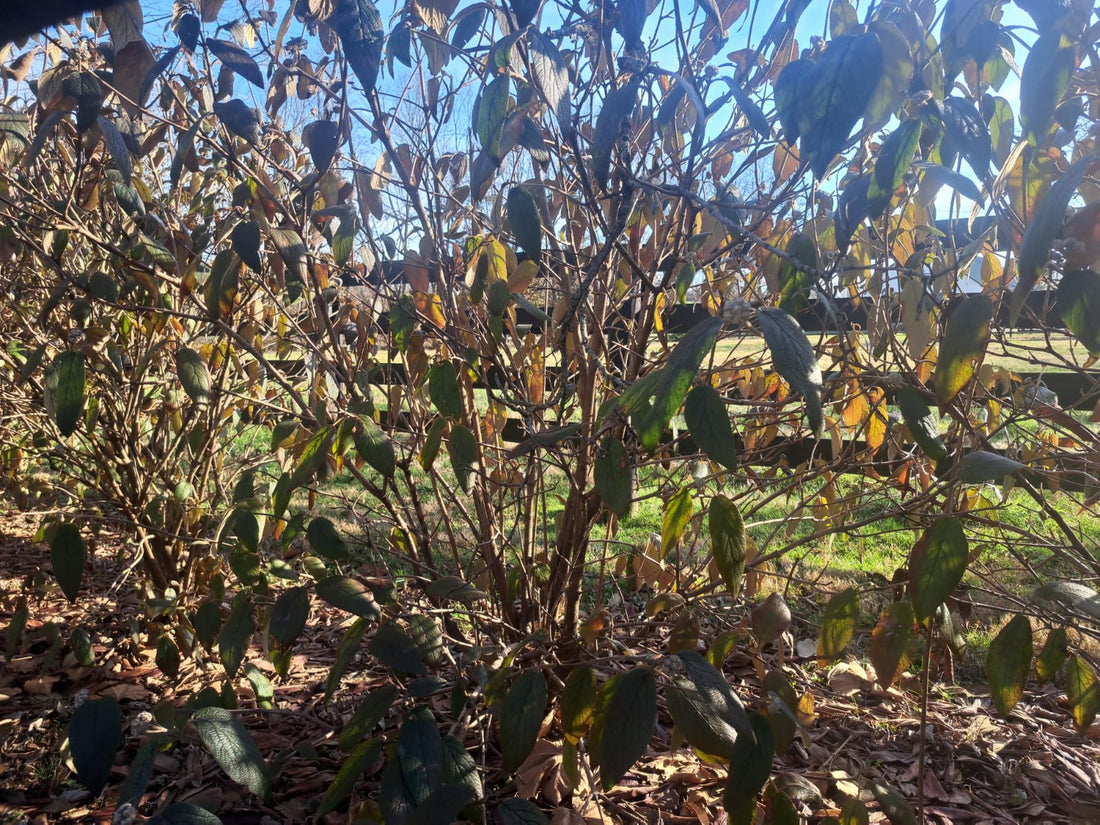 Allegheny Viburnum in late February, Paris KY