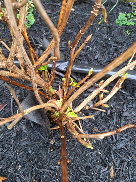 Penny Mac Hydrangea starting to break buds, early March in Kentucky