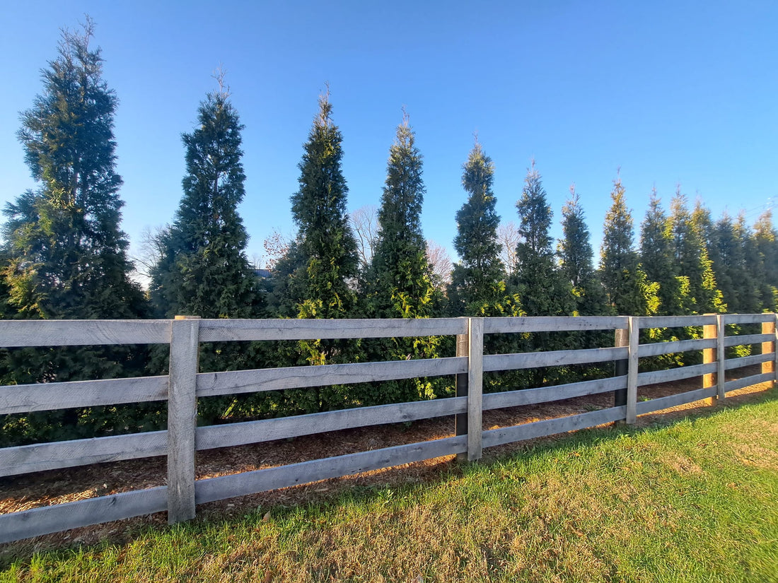 Green Giants for privacy for a horse farm, Versaille KY