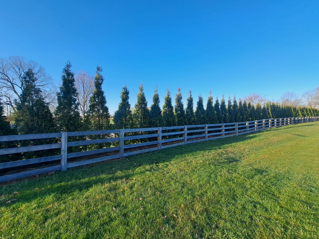 Green Giants for privacy for a horse farm, Versaille KY