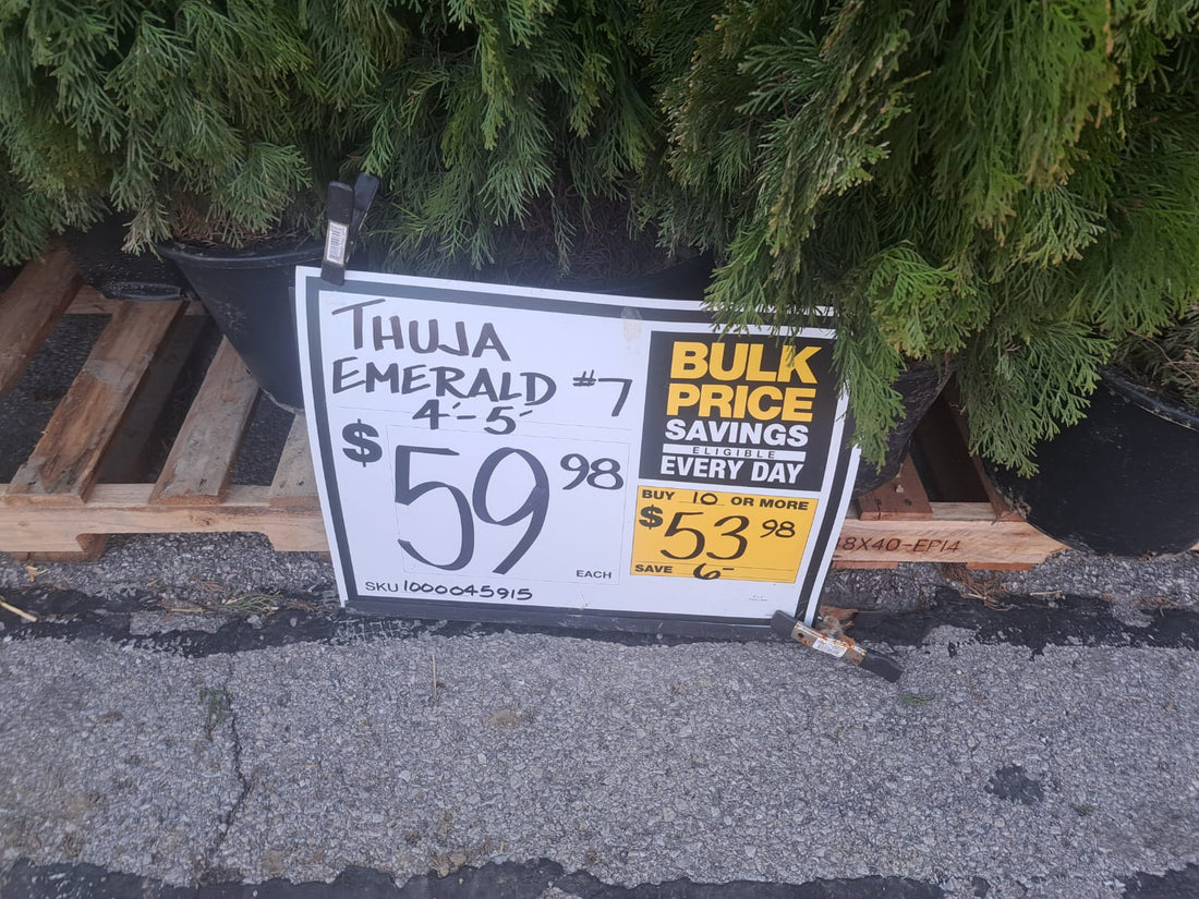 Big Box Retail Emerald Green Arborvitae Spring 2024