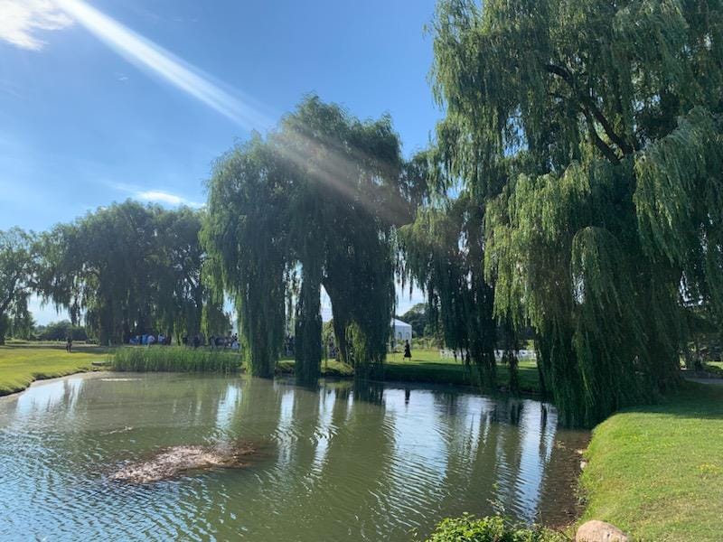 Weeping Willow for Fast Growing Privacy