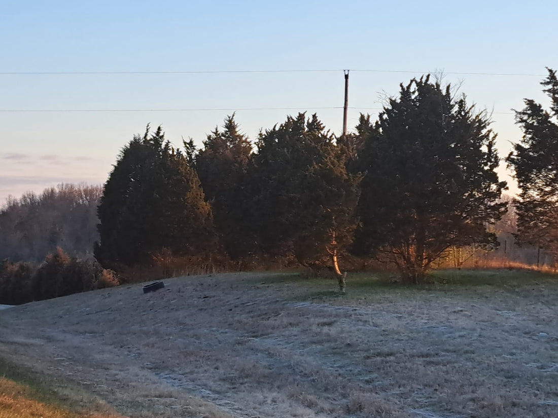   Eastern Red Cedar on the side of 75 near Dry Ridge, KY