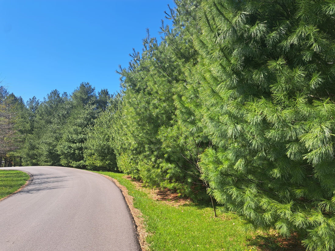 Semi Sheared White Pines planted in a staggered row, Versaille, KY