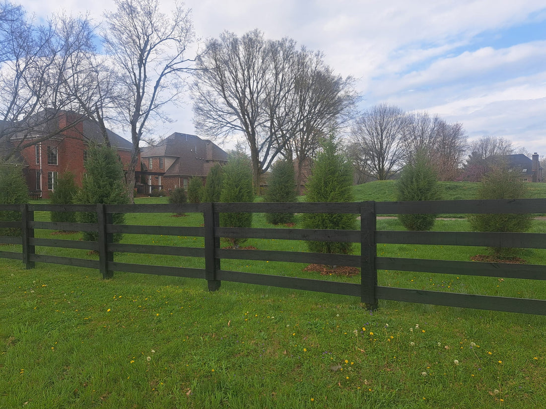Eastern Red Cedar for Privacy: the Native Choice
