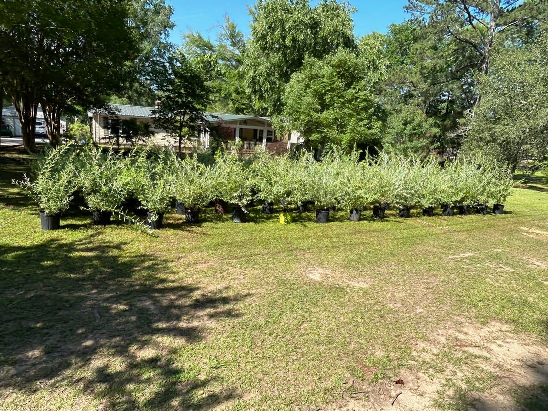 Flood Zoned Land Mitigation Strategy with Trees and Plants