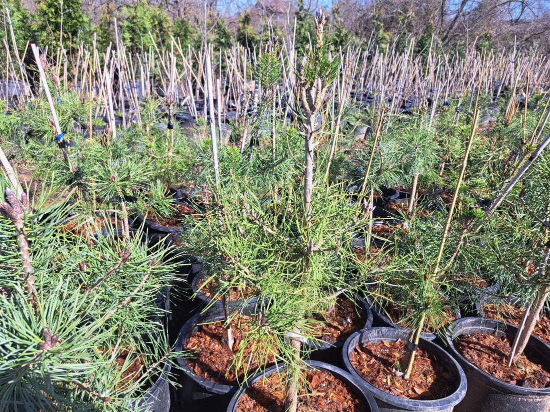 2-3’ Scots Pines