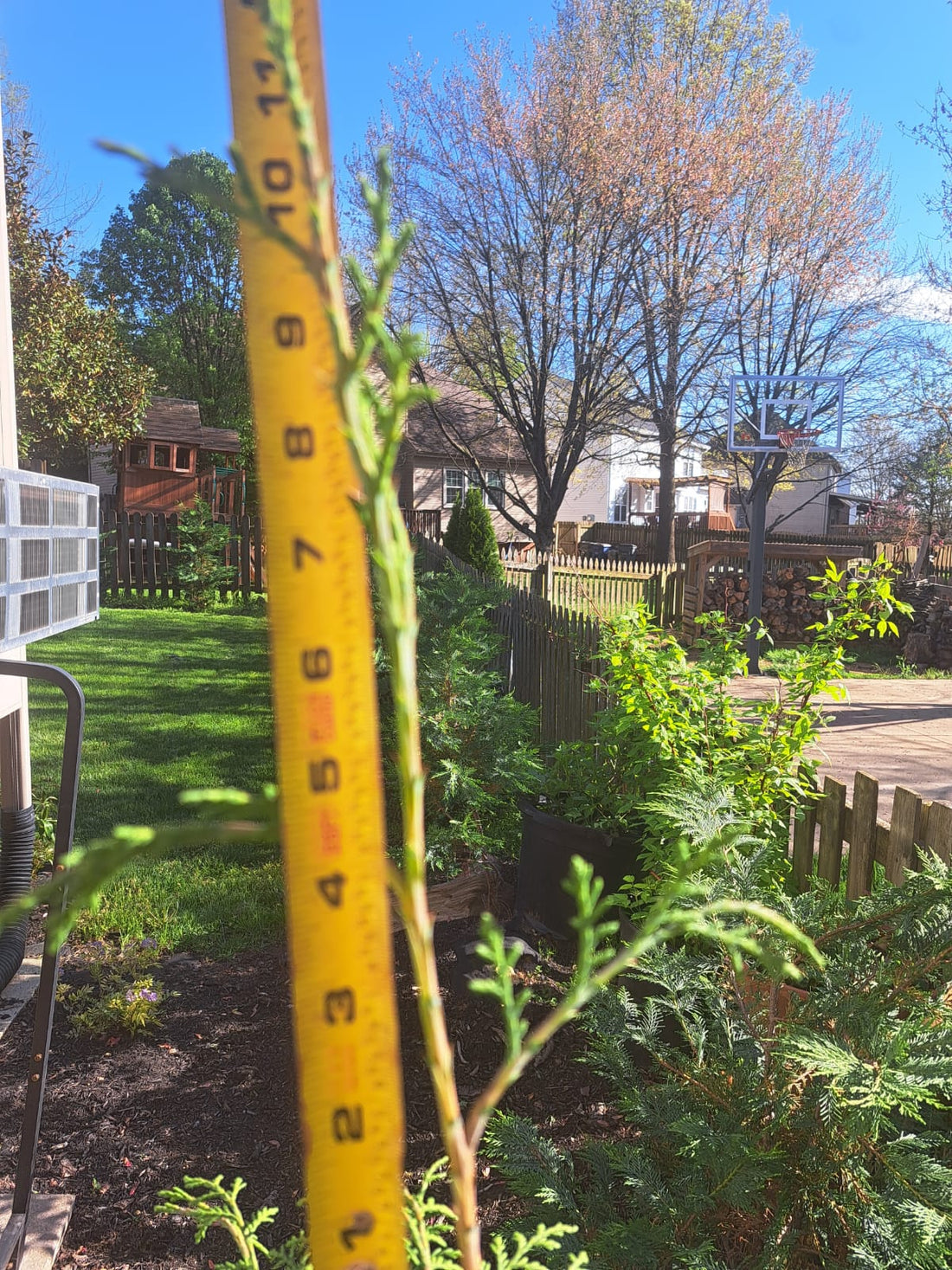 Murray Cypress showing 12” plus new growth on 4/14/2024, Lexington KY