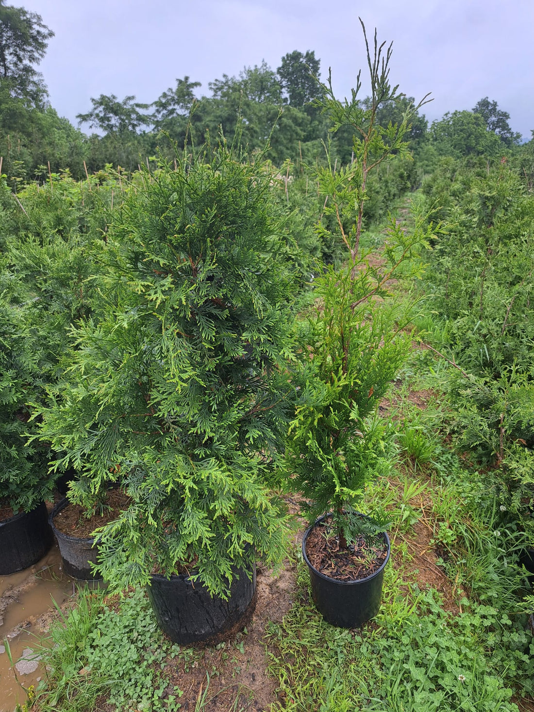 Green Giant Arborvitae, Dry Ridge KY, 05152024