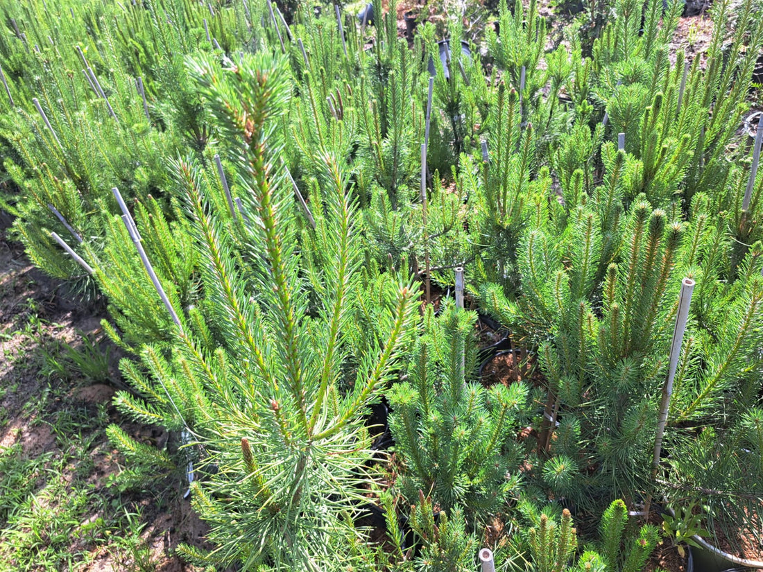 White Pines, Dry Ridge KY, 05162024