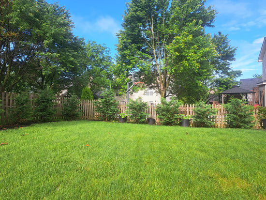   5-6’ Cypress surrounding a backyard for privacy, Lexington KY, 2024