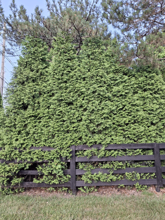 Green Giant and American Pillar Arborvitae Popularity: the Workhorse of Privacy Trees