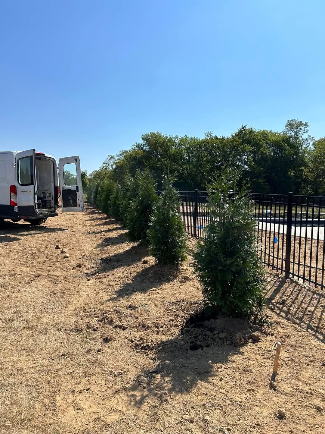 Freshly Planted Green Giants: A Look at Our Latest Project