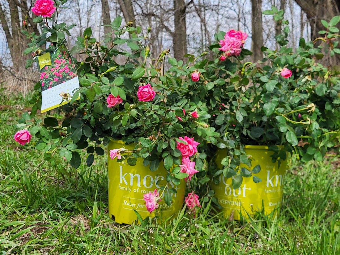 Spring Plant Sale – Available for Pickup Only in Stanton, KY