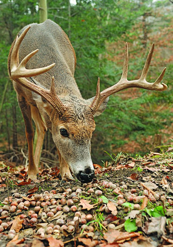 Fruit & OakTrees for Hunters: Million White Oak LLC