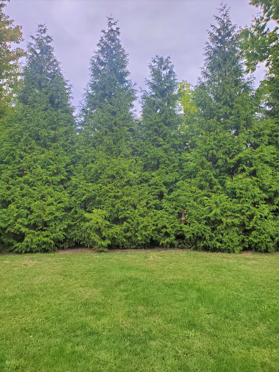 Green Giant Arborvitae Thujas thriving in Barrington, Illinois