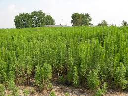 Weeds can easily reach 4-5’ in just a few weeks and overtake new plantings