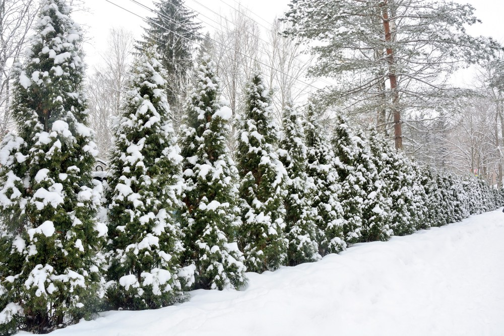 Do Arborvitae and Cypress Privacy Trees Work Well in High Wind Areas for Windbreak?