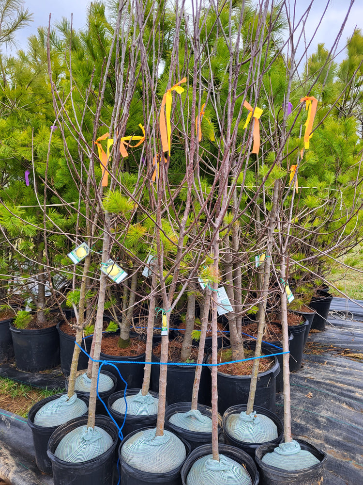 Fruit - Nut Trees & Berry Bushes