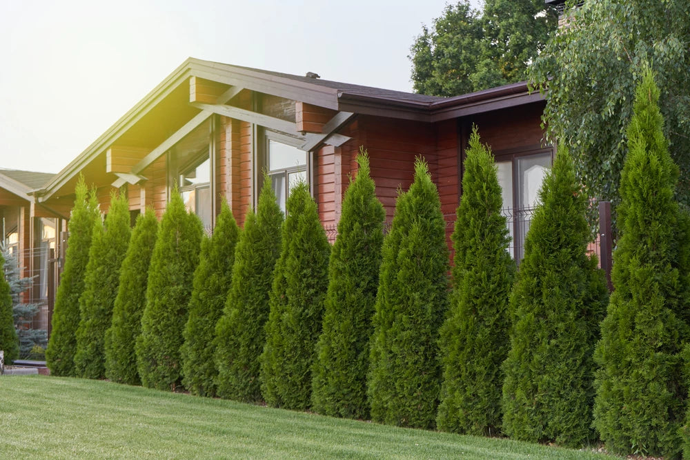 Buy the Best Privacy Trees for Your Home