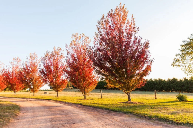 Shade Trees