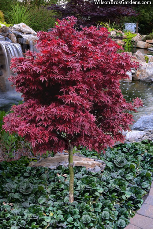 Accent Trees