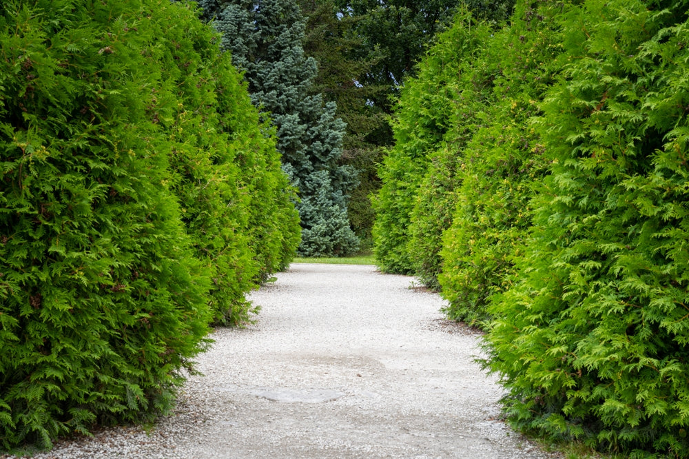 祈り / BU-ZONE 2022 12.a Victory Garden Boys