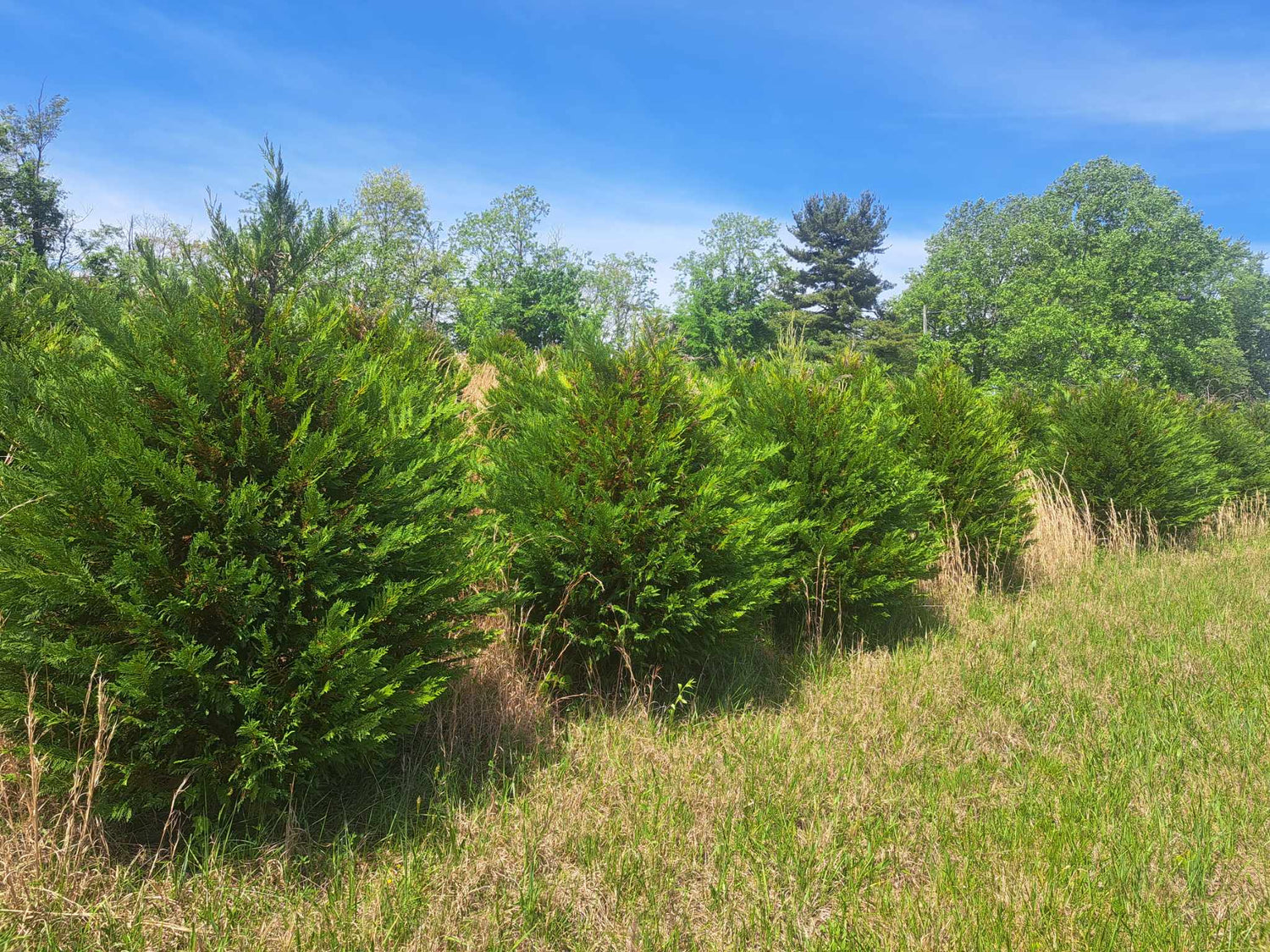 are cypress trees worth money Murray Cypress – Victory Garden Boys