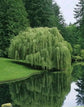 Weeping Willow: A Dramatic and Fast-Growing Favorite