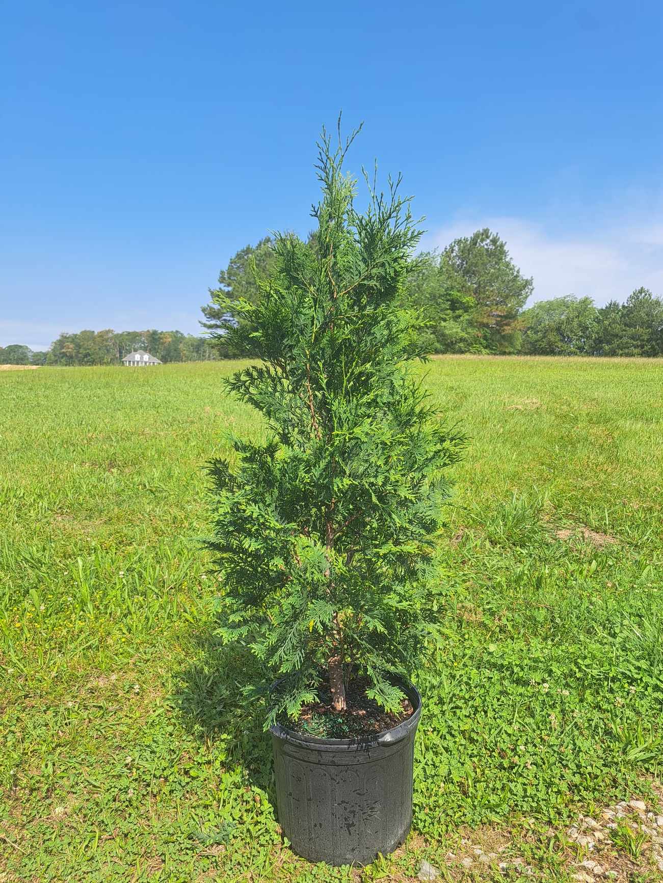 American Pillar Arborvitae for Sale Victory Garden Boys