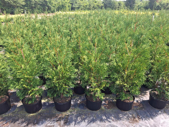 American Pillar Arborvitae 4&