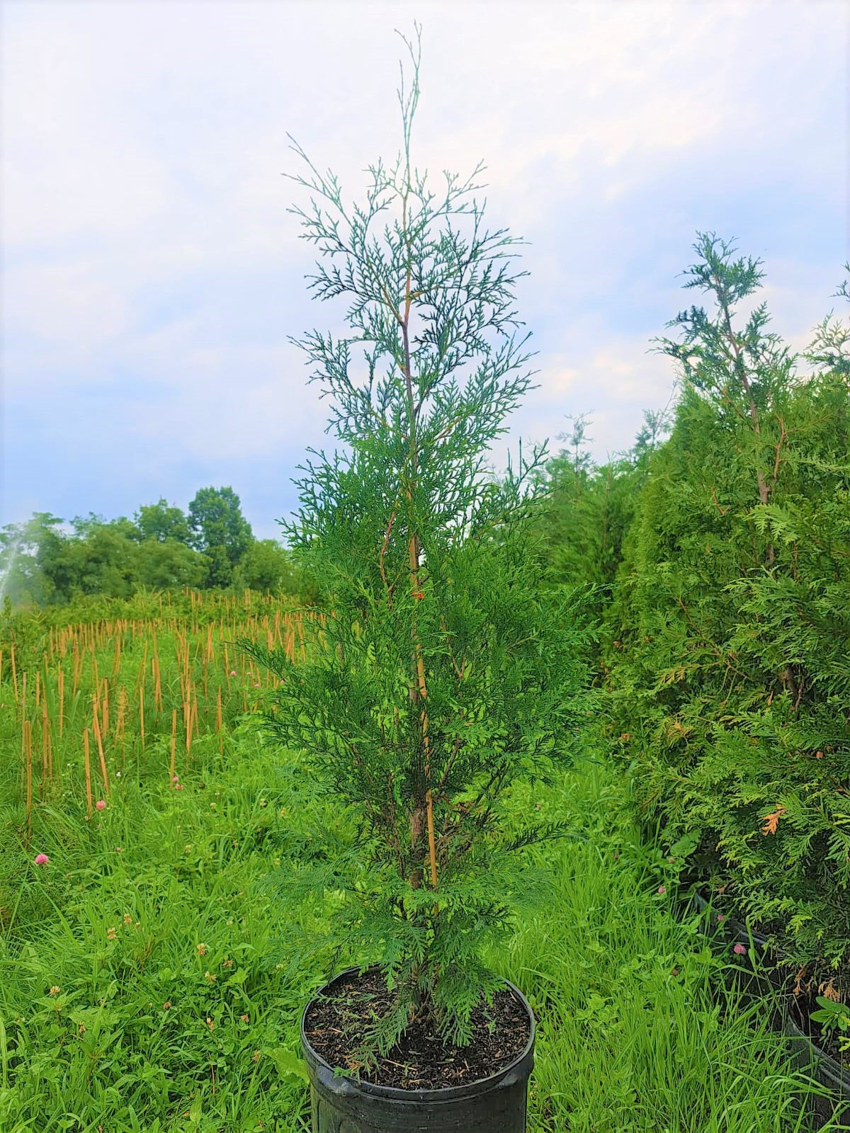 American Pillar Arborvitae in 7 Gallon pot, has grown 3 feet in height in the Spring, Dry Ridge, KY