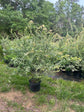 NEW!! Dappled Willow, very fast growing shrub!!