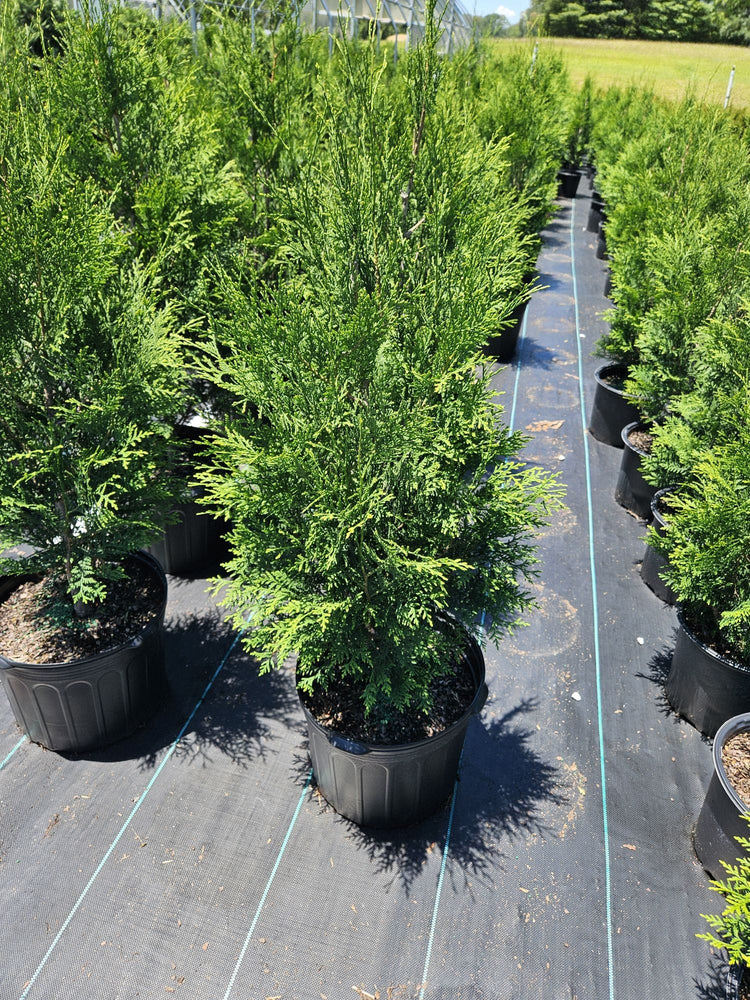 American Pillar Arborvitae for Sale Victory Garden Boys