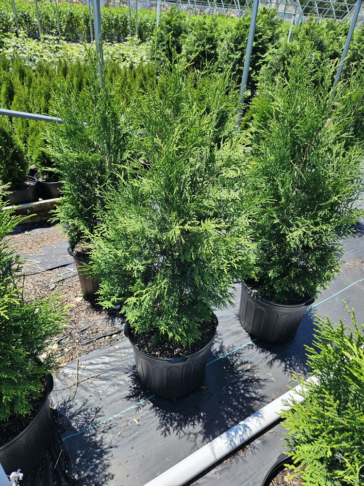 American Pillar Arborvitae for Sale Victory Garden Boys