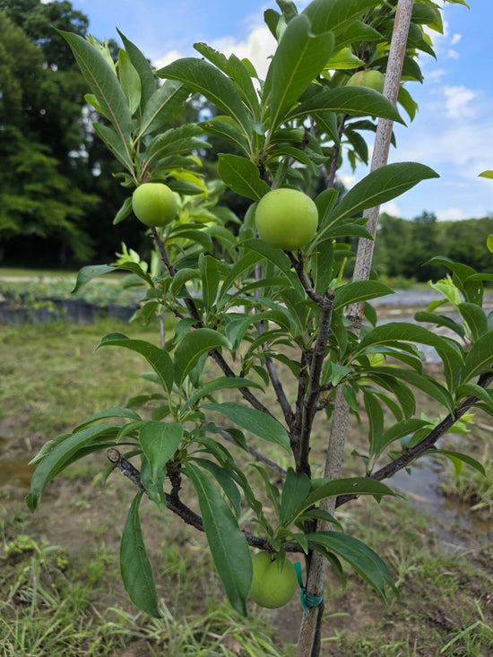 Santa Rosa Plum