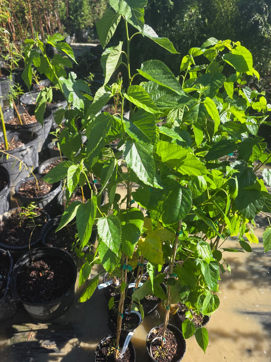 Native Red Mulberry