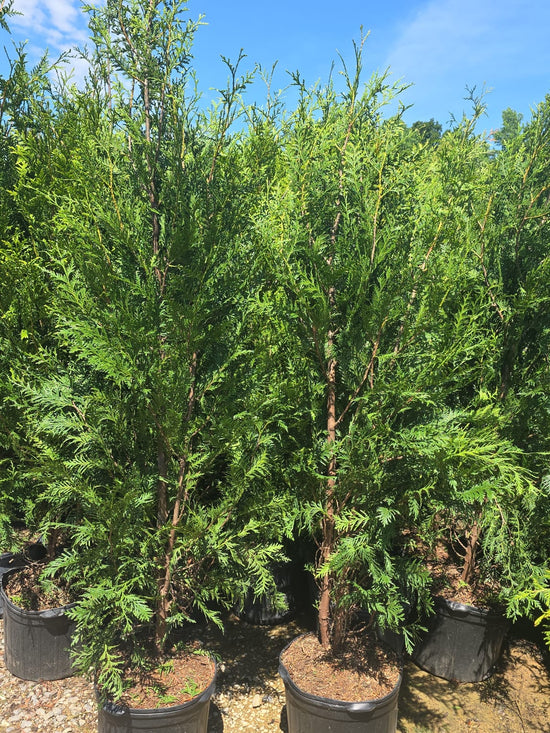Green Giant Arborvitae 6 Ft