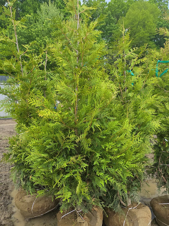 Green Giant 7-8&