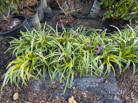 Monkey Grass