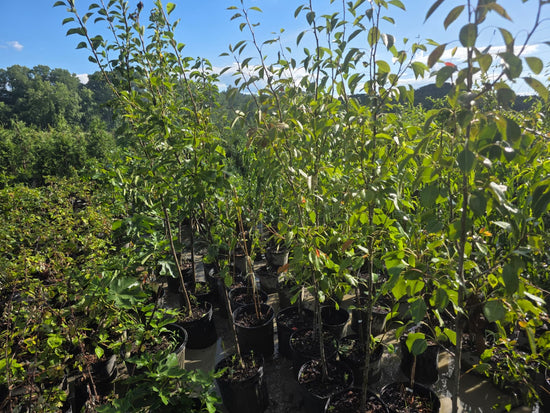 Bartlett Pear