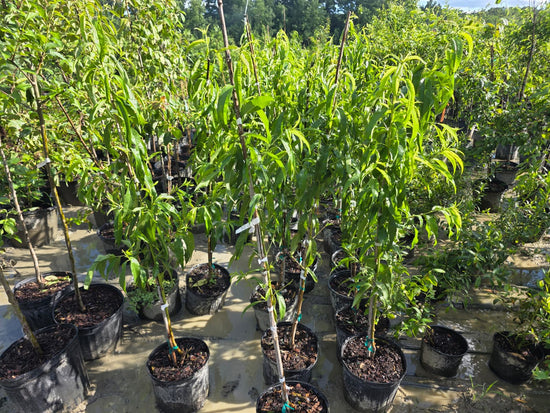 Garden State Nectarine