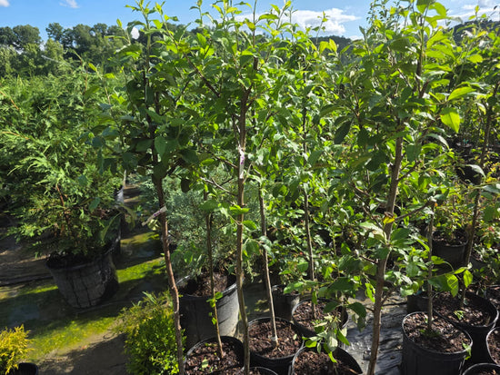 Gala Apple