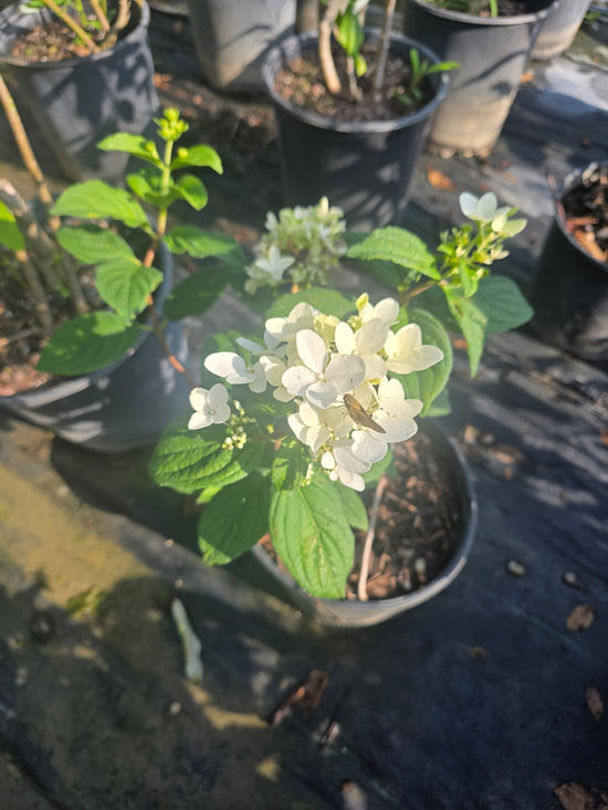 Firelight Hydrangea