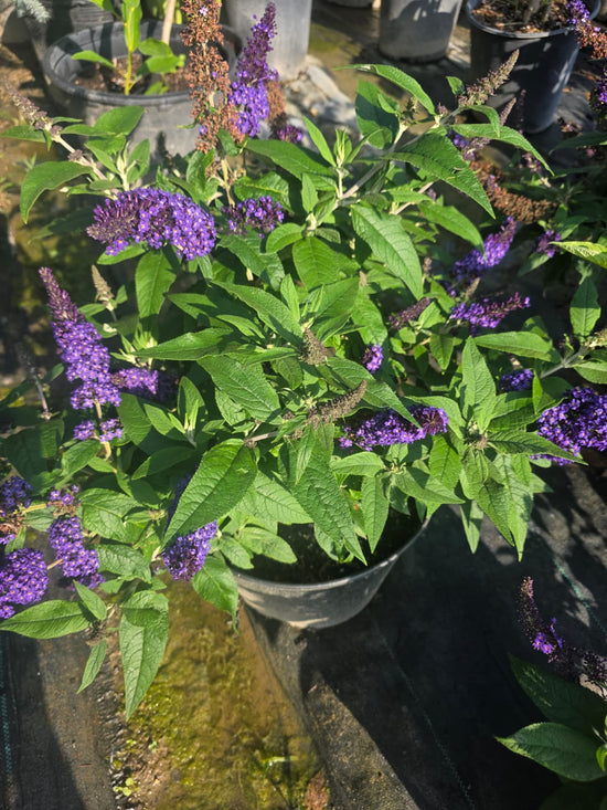 Butterfly Bush