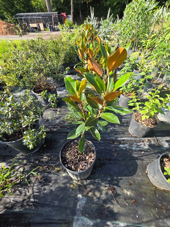 Little Gem Magnolia