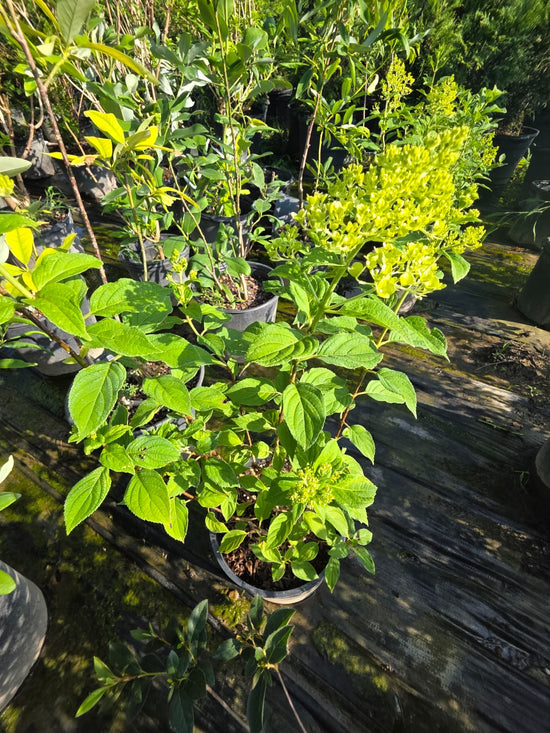 Phantom Hydrangea Bush