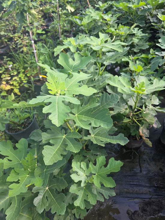 Celeste Fig